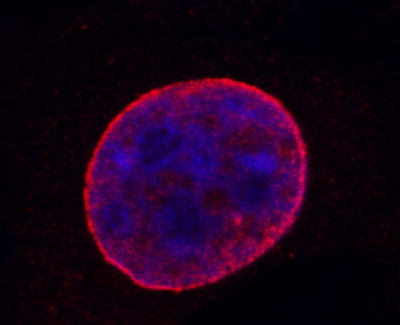BioID2 Antibody: Chicken Polyclonal Ab to Aquifex aeolicus biotin ligase for use with BioID2