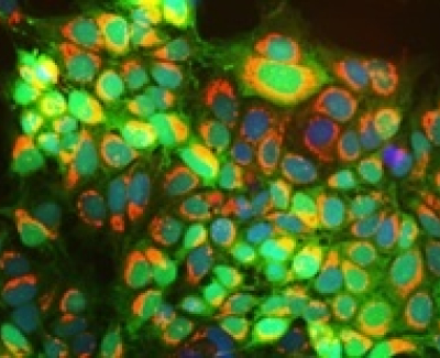 YFV NS1 Mab BF-077-1mg