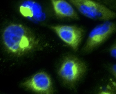 ZIKA VIRUS ENVELOPE MONOCLONALS
